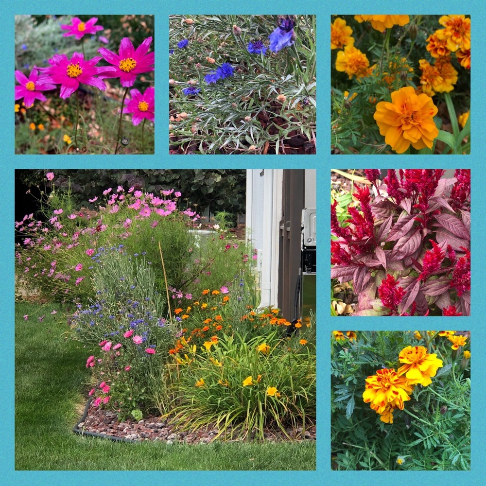☀️SPRING FEVER?  🌺🌸💐4 Seed packets Annuals & Perennials  🌺🌸💐+ 1 FREE PACK